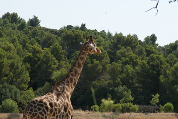 Girafe