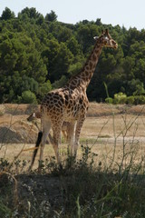Girafe