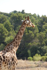 Girafe