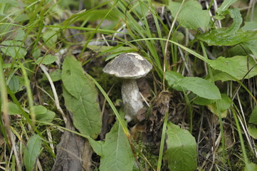 Forest, mushrooms, grass, collect mushrooms