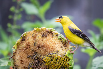 Male Goldfinch (Spinus tristis) eating sunflower seeds in a wildflower garden