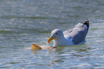 seagull in Danube Delta, Romania