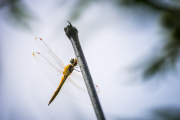Dragonfly on bamboo pole