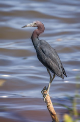 A Little Blue Heron (Egretta caerulea) perched ona branch sticking out of a lakeshore