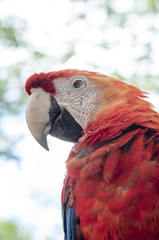 The Scarlet Macaw Is A Large Colorful Macaw It Is Native To Humid Evergreen Forests In The American Tropics Range Extends From Extreme South Eastern Mexico To Amazonian Peru Bolivia And Brazil