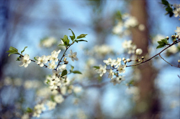 Flowering trees