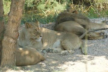 Lion lionne