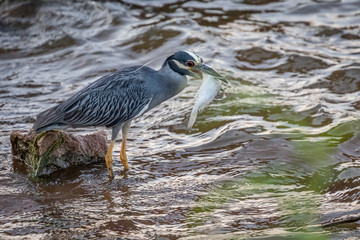 Yellow-crowned Night Heron (Nyctanassa violacea) fishing on a lakeshore