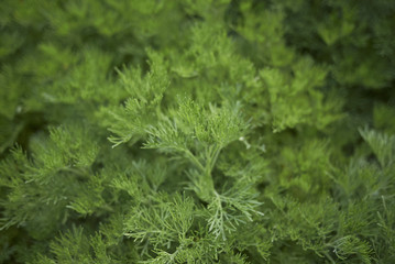 Artemisia abrotanum