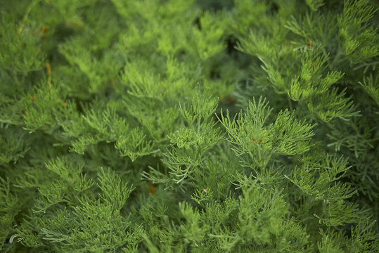Artemisia abrotanum