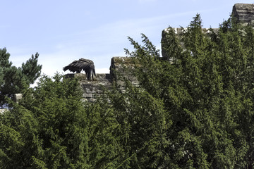 Young Andean condor (Vultur gryphus) on the castle wall