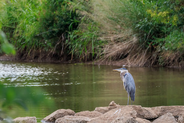 A Great Blue Heron poses peacefully on a lake shore.