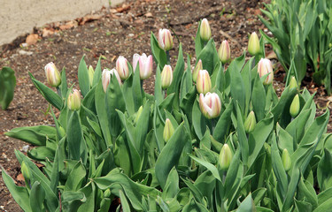 Tulips on the flower bed