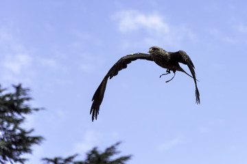Flying red kite (Milvus milvus)