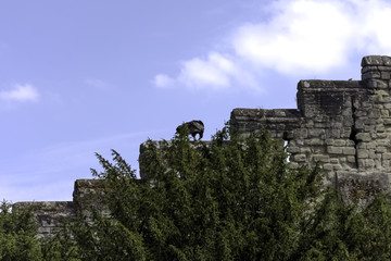 Young Andean condor (Vultur gryphus) on the castle wall