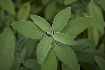 Salvia officinalis