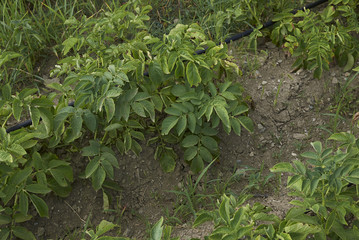 Solanum tuberosum