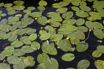 Lake, water, water lilies, lilies, yellow flowers