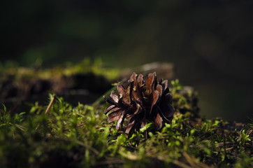 Fir cone is on green moss in the forest.