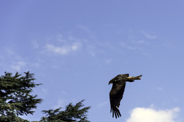 Flying red kite (Milvus milvus)