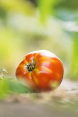 red tomato on ground