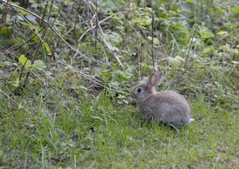 Little rabbit in the grass