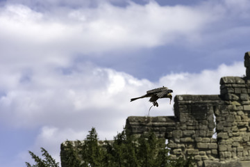 Flying red kite (Milvus milvus)