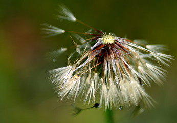 Nasse Samen an einer verwelkten Blüte
