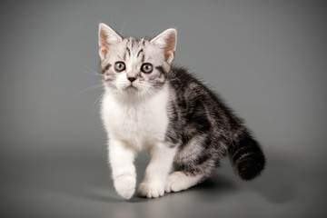 American Shorthair cat