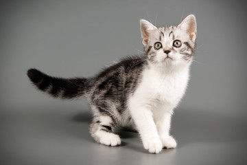 Fototapeta na wymiar American Shorthair cat