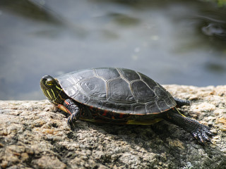Botanical Garden of Montreal