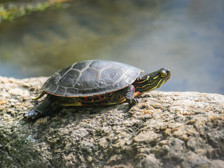Botanical Garden of Montreal