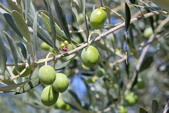 Green olives on a tree