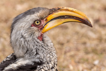 Calao de Bico Amarelo do Sul / Southern Yellow Billed Hornbill (Tockus leucomelas)