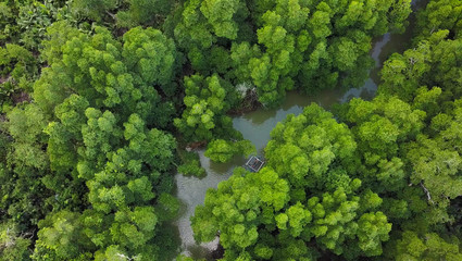 Naklejka premium AERIAL VIEW : exploring the wild Mangrove in the middle of no where