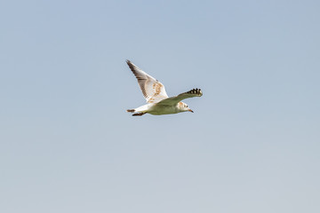 Flying seagull