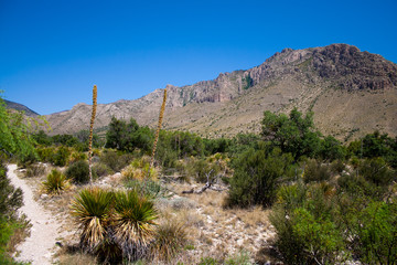 Southwestern landscape background