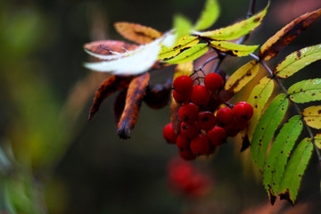 Fototapeta premium Red Berries