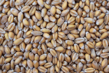 soft wheat kernels