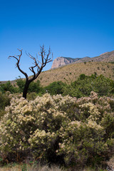 Southwestern landscape background