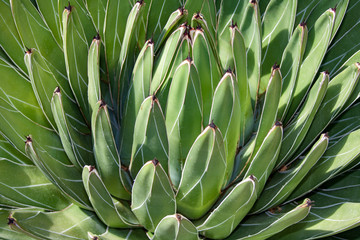 Green plant background