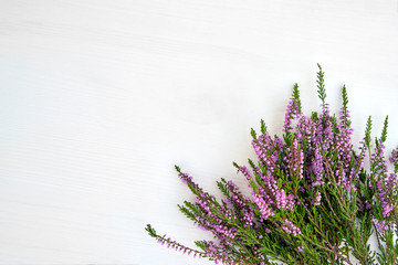 Bunch of common heather on white background. Copy space, top view. - obrazy, fototapety, plakaty