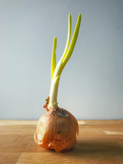 Onion growing with green sprout. Empty wooden table and white background.