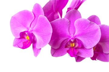 Plakat Pink Orchid petals