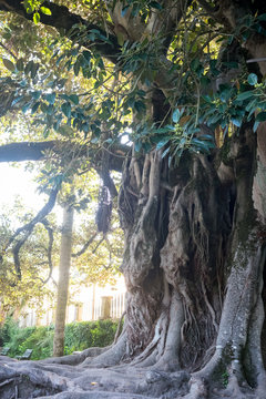 Big huge old tree with hanging roots.