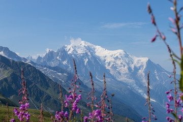 Flowers in front of mont blanc