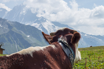 Cow facing the mont blanc