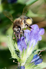 Bee