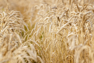 Wheat field. Ears of golden wheat close up.