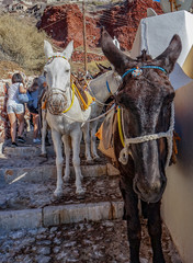 Donkeys on Santorini